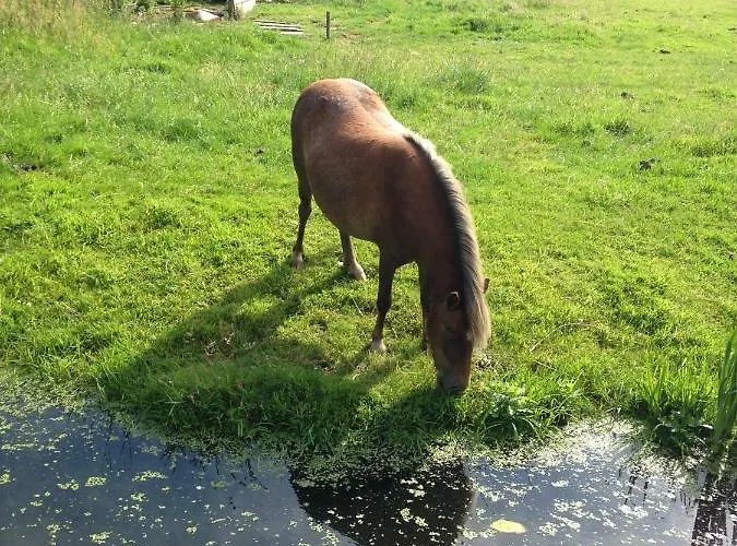 Bloom Nocleg ze śniadaniem Amsterdam